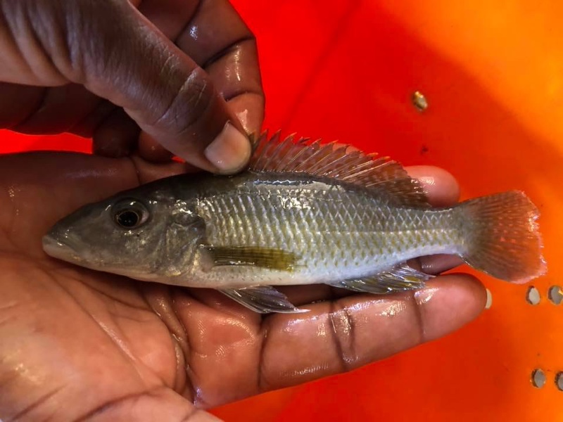 Stigmatochromis pholidophorus 'Londo'
